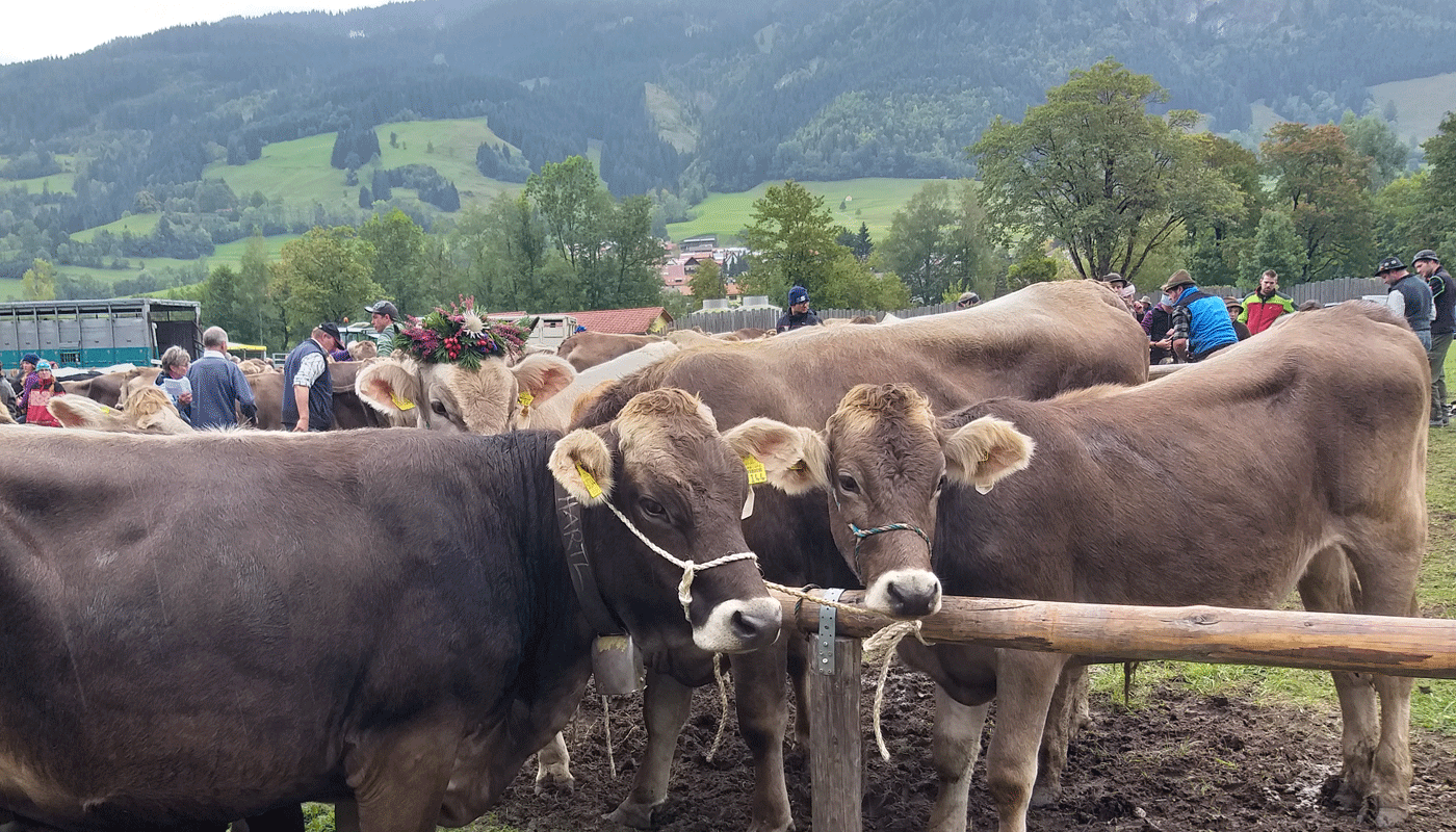 Viehscheid Bad Hindelang-Ferienwohnung W-Zint